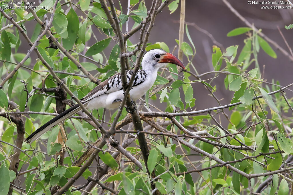 Calao à bec rouge femelle adulte, habitat