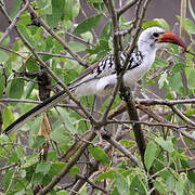 Northern Red-billed Hornbill