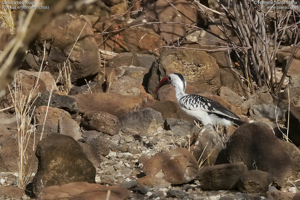 Northern Red-billed Hornbill female, habitat, walking