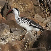 Northern Red-billed Hornbill