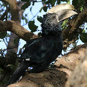 Silvery-cheeked Hornbill