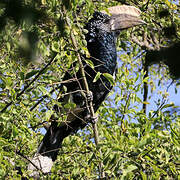 Silvery-cheeked Hornbill