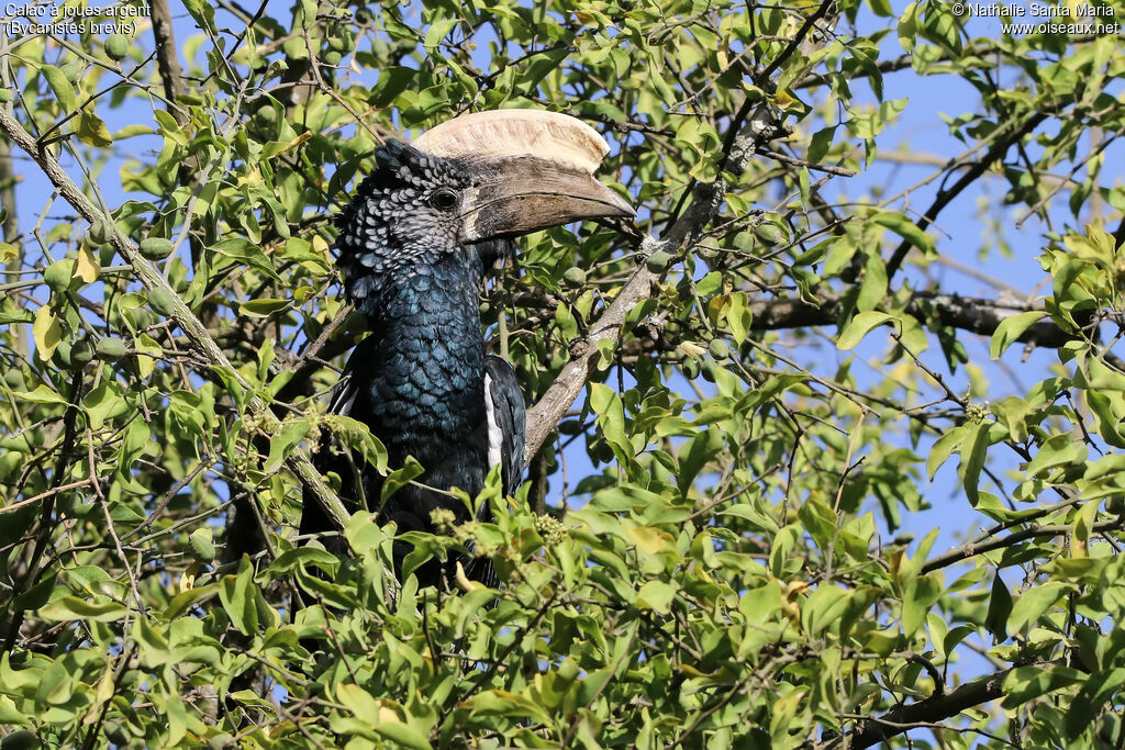 Calao à joues argent mâle adulte, identification, habitat