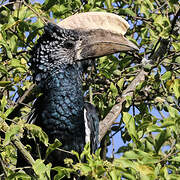 Silvery-cheeked Hornbill