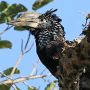 Silvery-cheeked Hornbill