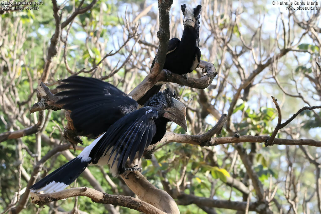 Silvery-cheeked Hornbill female adult, identification, habitat