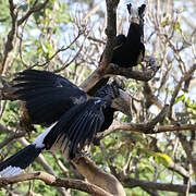 Silvery-cheeked Hornbill