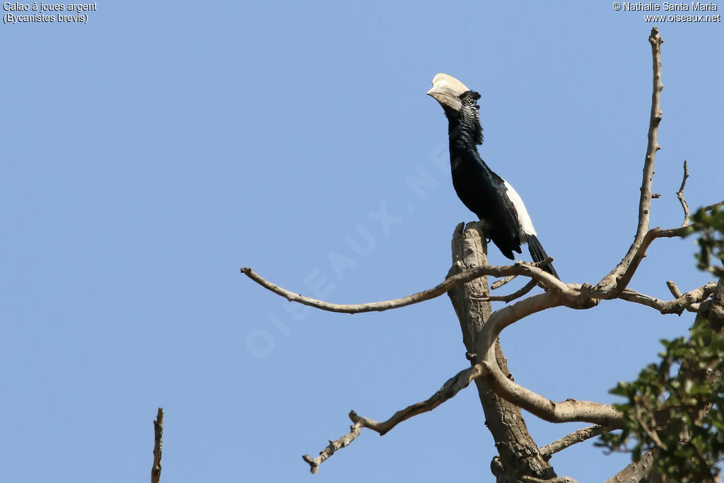 Silvery-cheeked Hornbill male adult, identification