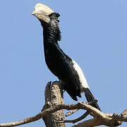 Silvery-cheeked Hornbill