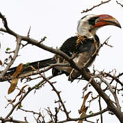 Von der Decken's Hornbill