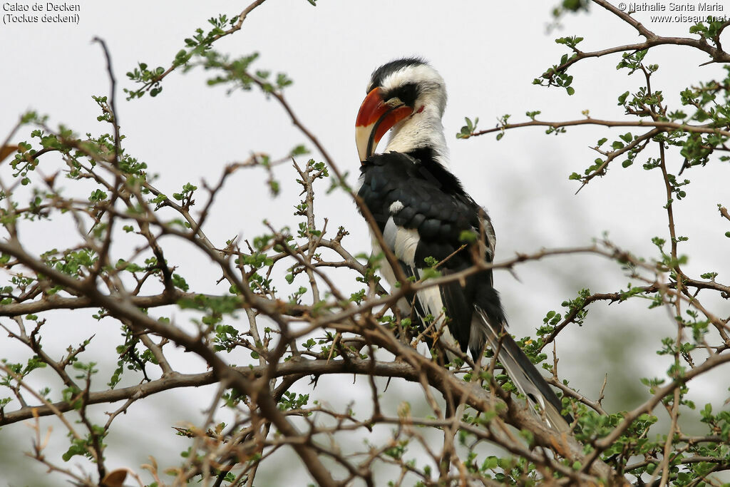 Von der Decken's Hornbill male adult, care