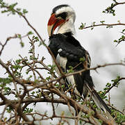 Von der Decken's Hornbill