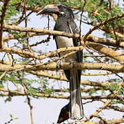 Hemprich's Hornbill