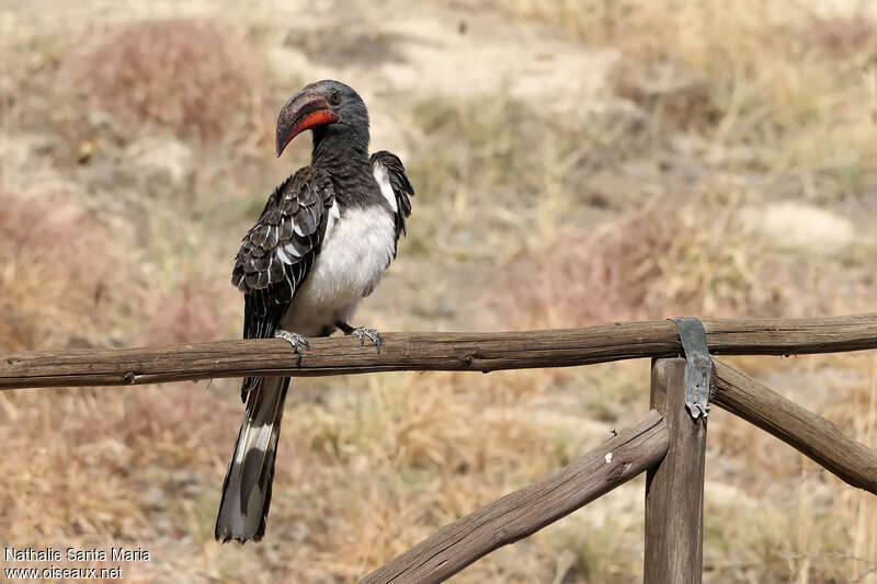 Hemprich's Hornbill male adult, Behaviour