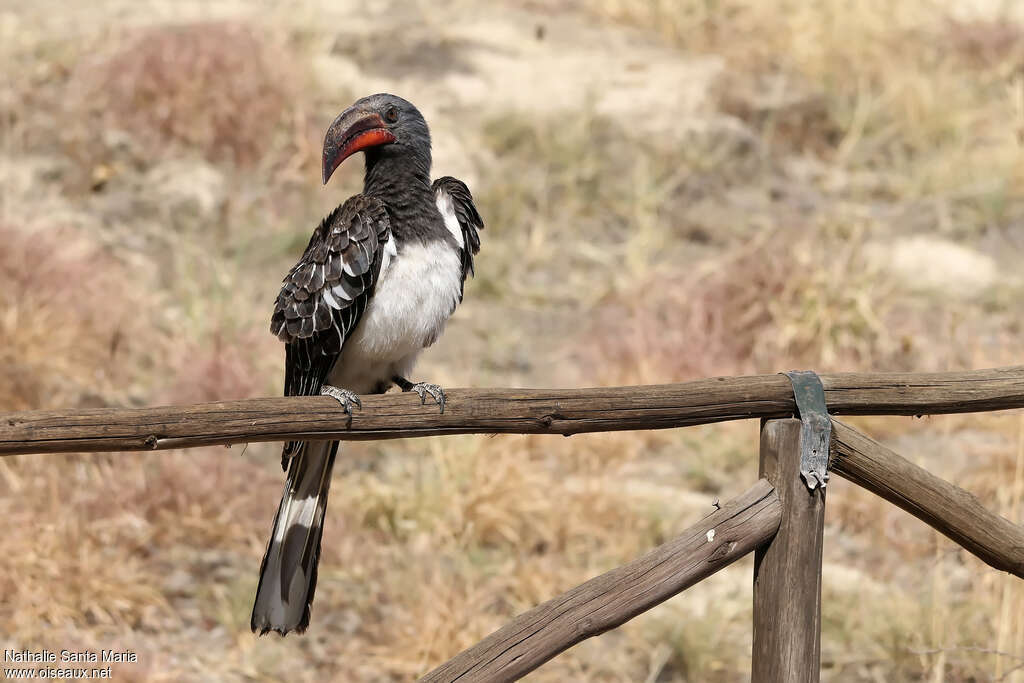 Hemprich's Hornbill male adult, identification