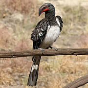 Hemprich's Hornbill