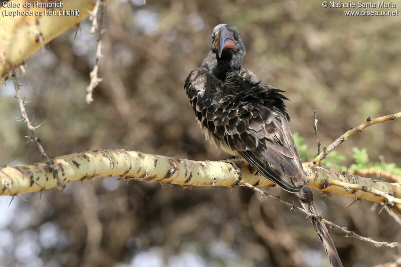 Calao de Hemprich mâle adulte, identification, habitat