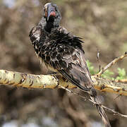 Hemprich's Hornbill