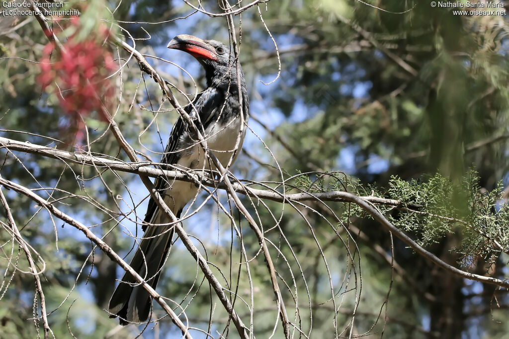 Hemprich's Hornbill male adult, habitat