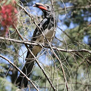 Hemprich's Hornbill