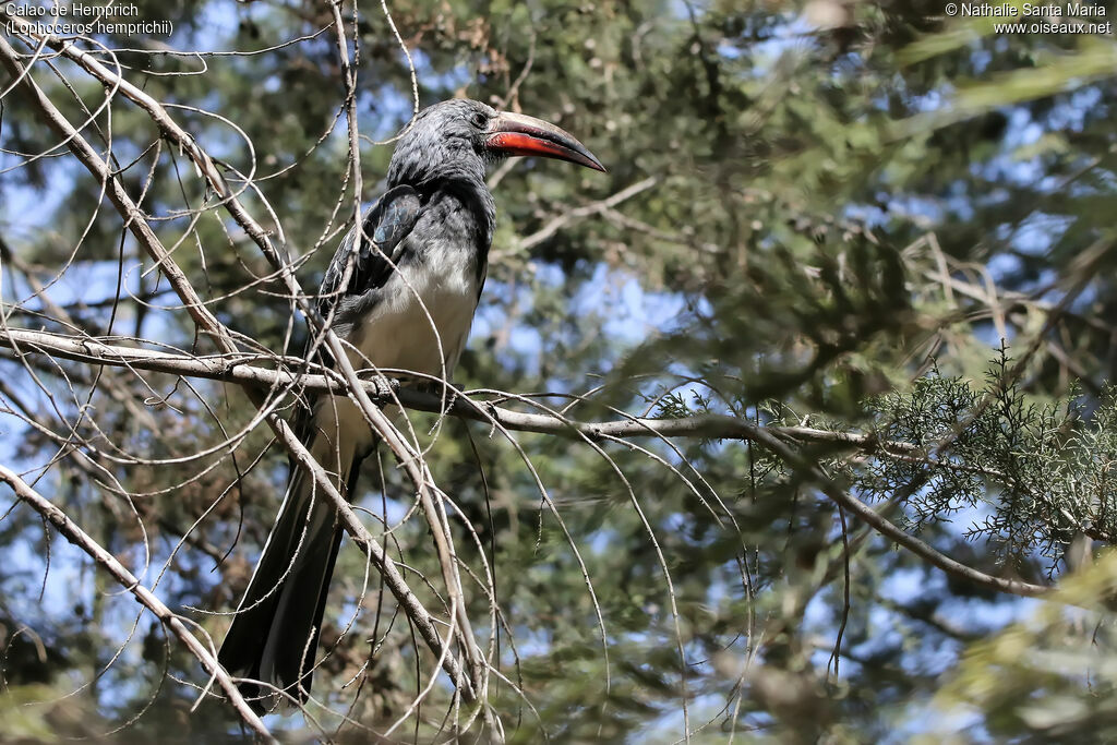 Hemprich's Hornbill male adult, identification