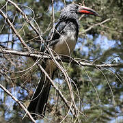 Hemprich's Hornbill