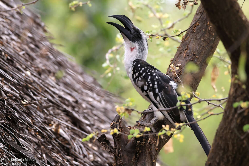 Jackson's Hornbill female adult, Behaviour