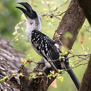 Jackson's Hornbill