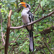 Jackson's Hornbill