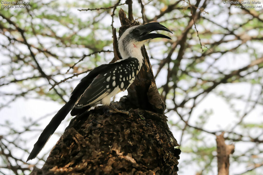 Jackson's Hornbill female adult, identification