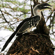 Jackson's Hornbill