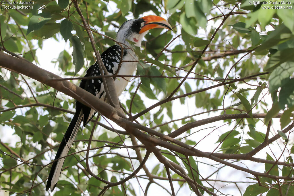 Jackson's Hornbill male adult, identification, habitat