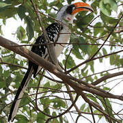 Jackson's Hornbill