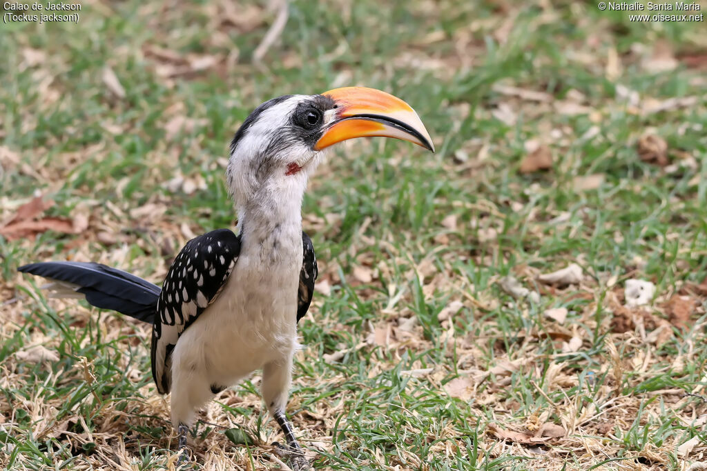 Jackson's Hornbill male adult, identification, habitat, walking