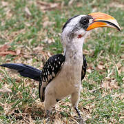 Jackson's Hornbill