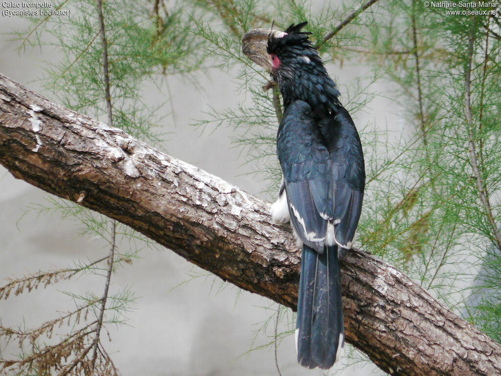 Trumpeter Hornbilladult, identification, Behaviour