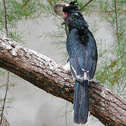 Trumpeter Hornbill