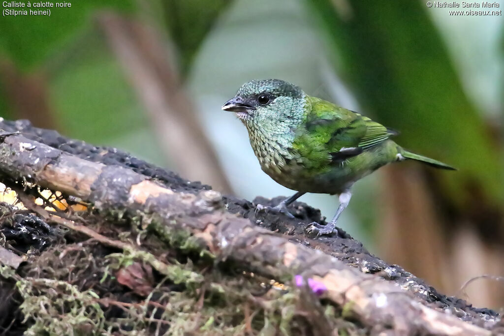 Black-capped Tanager female adult, identification, eats