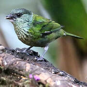 Black-capped Tanager