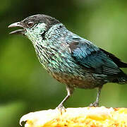 Black-capped Tanager