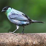 Black-capped Tanager