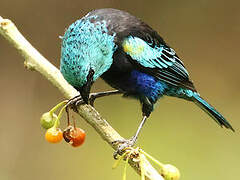 Blue-necked Tanager