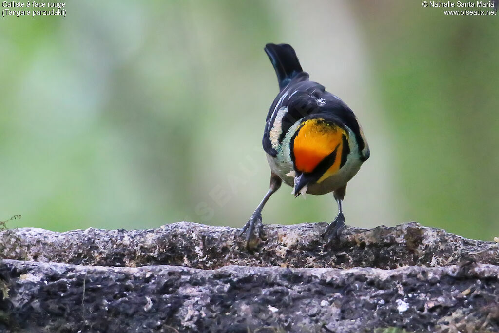 Flame-faced Tanager male adult, identification