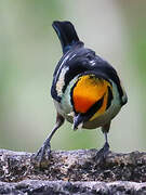 Flame-faced Tanager