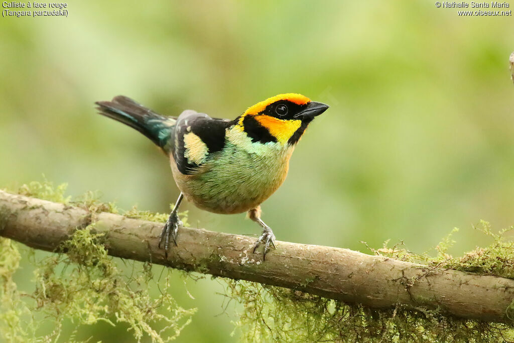 Flame-faced Tanager male adult breeding, identification