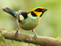 Flame-faced Tanager