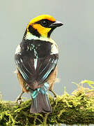 Flame-faced Tanager