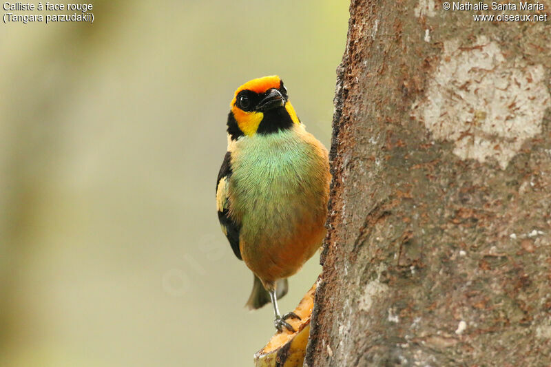 Flame-faced Tanager male adult breeding, identification