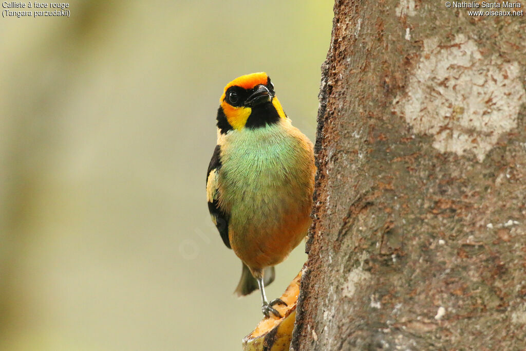 Flame-faced Tanager male adult breeding, identification