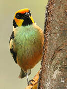 Flame-faced Tanager